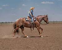 show-quarter-horse