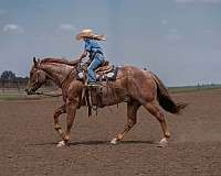 trail-quarter-horse