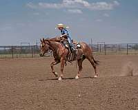 trail-riding-quarter-horse