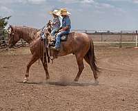 western-riding-quarter-horse