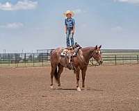 working-cattle-quarter-horse