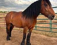 black-gypsy-vanner-percheron-filly-mare