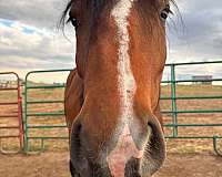 black-gypsy-vanner-percheron-for-sale