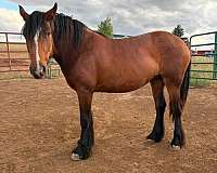 black-gypsy-vanner-percheron-horse
