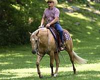 athletic-quarter-horse