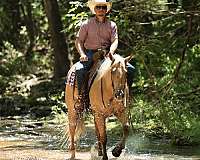 performance-quarter-horse