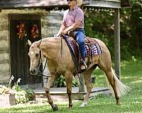 husband-safe-quarter-horse