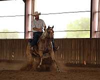 flashy-quarter-horse