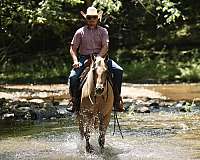 ranch-quarter-horse