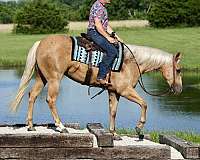 ranch-versatility-quarter-horse