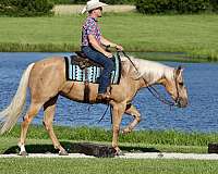 ranch-work-quarter-horse