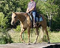 reining-quarter-horse