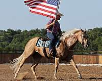 trail-quarter-horse