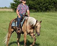 show-quarter-horse