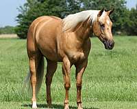 western-riding-quarter-horse