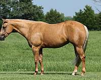 trail-riding-quarter-horse