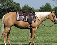youth-quarter-horse