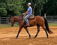 bay-dun-ranch-horse