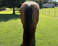 bay-dun-aqha-gelding