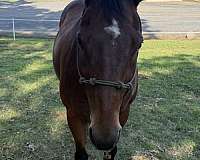 bay-dun-gelding-for-sale