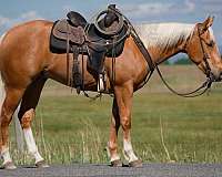 athletic-quarter-horse