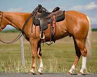 calf-roping-quarter-horse