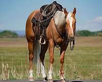 flashy-quarter-horse