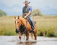 husband-safe-quarter-horse