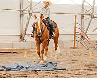 performance-quarter-horse