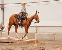 ranch-quarter-horse