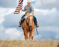 ranch-versatility-quarter-horse