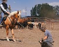 roping-quarter-horse