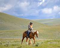 show-hack-quarter-horse