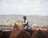 show-quarter-horse