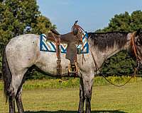 driving-percheron-horse