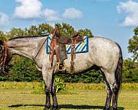 athletic-percheron-horse