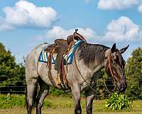 flashy-percheron-horse