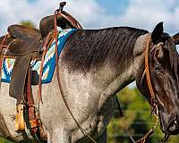 husband-safe-percheron-horse
