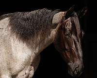 parade-percheron-horse