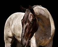 ridden-english-percheron-horse
