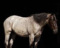 ridden-western-percheron-horse
