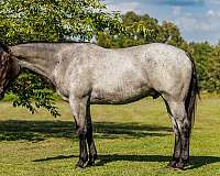 show-percheron-horse
