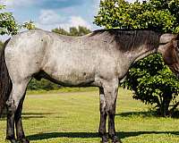 trail-percheron-horse