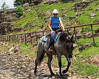 trail-riding-percheron-horse