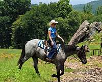 blue-roan-percheron-gelding