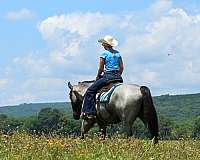 youth-percheron-horse