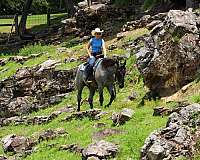 blue-roan-all-around-horse