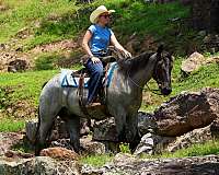 blue-roan-athletic-horse