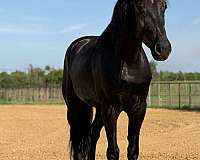 athletic-draft-horse