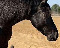 dressage-draft-horse